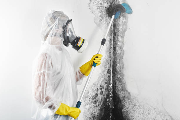 Best Mold Documentation for Insurance Claims  in Chagrin Falls, OH